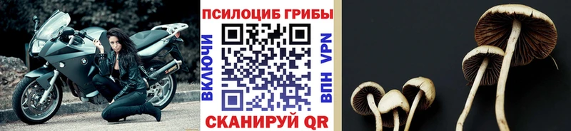 мега ТОР  купить наркоту  Камбарка  Галлюциногенные грибы Psilocybine cubensis 